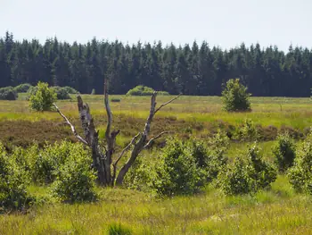 Signal de Botrange (België)